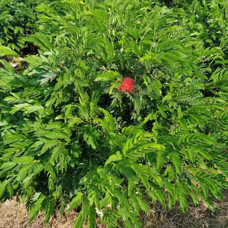 红绒球(图1)