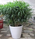 百合竹可以水培吗？