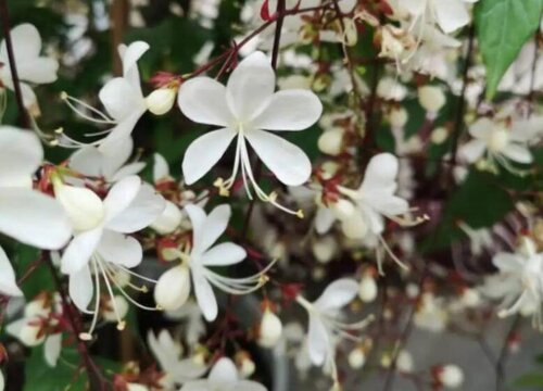 <a href='https://www.861230.com/guanhuazhiwu/10.html' target='_blank'><u>茉莉花</u></a>