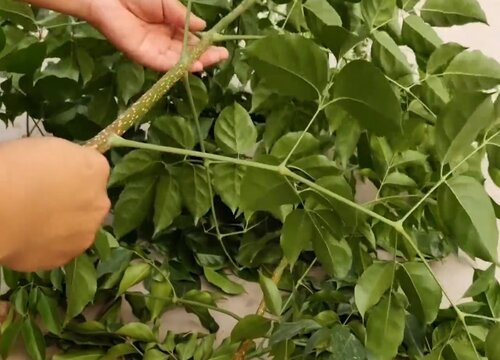 小叶幸福树图片