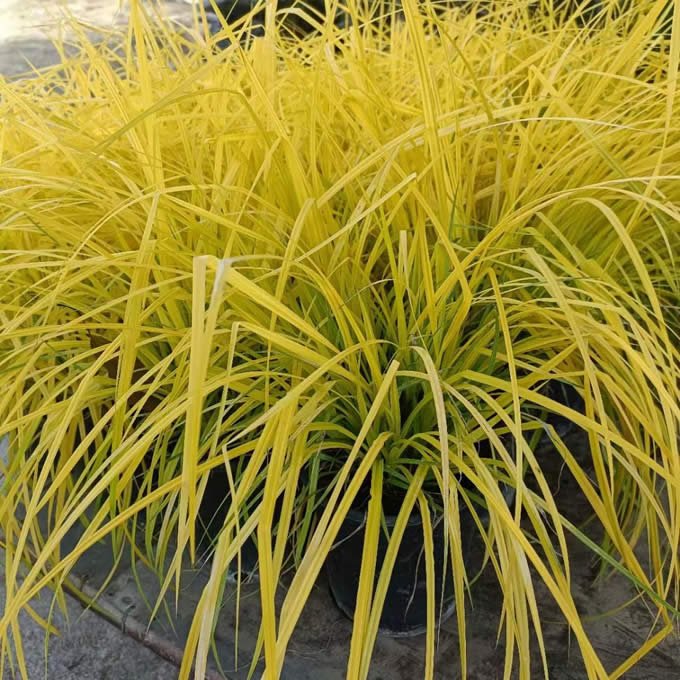 鲍尔斯金苔草