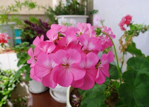 <a href='https://www.861230.com/guanhuazhiwu/6634.html' target='_blank'><u>天竺葵</u></a>