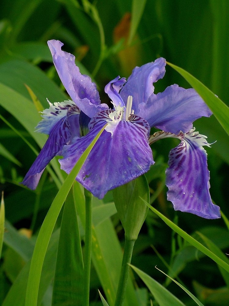 鸢尾花