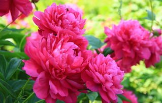 <a href='https://www.861230.com/guanhuazhiwu/6751.html' target='_blank'><u>芍药</u></a>花图片