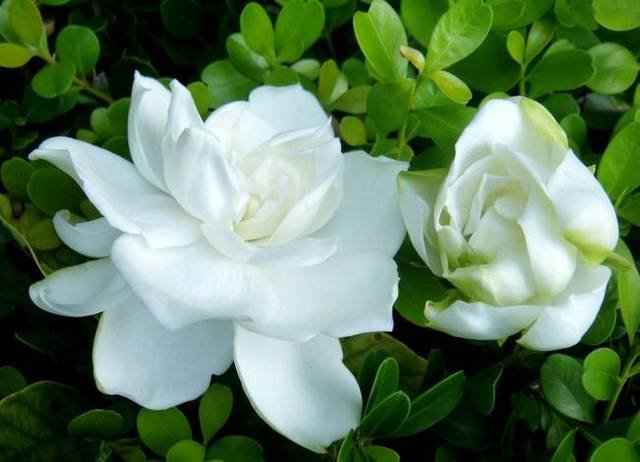 <a href='https://www.861230.com/guanhuazhiwu/11.html' target='_blank'><u>栀子花</u></a>