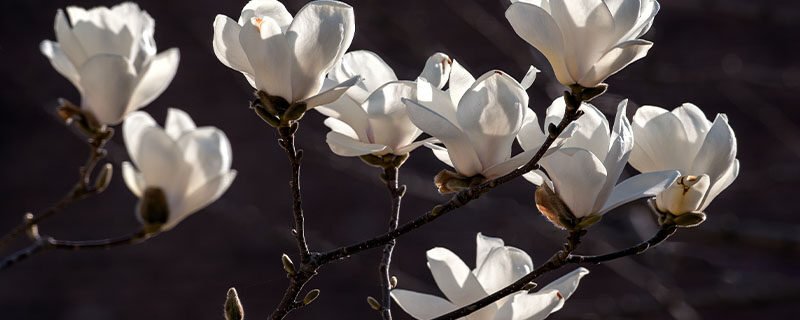 <a href='https://www.861230.com/guanhuazhiwu/6633.html' target='_blank'><u>玉兰花</u></a>图片