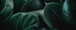 琴叶榕放家里合适吗