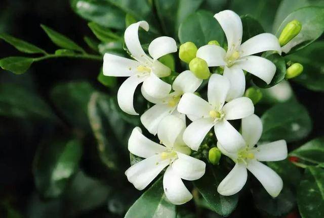 <a href='https://www.861230.com/guanhuazhiwu/6673.html' target='_blank'><u>九里香</u></a>图片