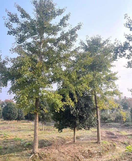 <a href='https://www.861230.com/guanhuazhiwu/42.html' target='_blank'><u>桂花</u></a>树图片