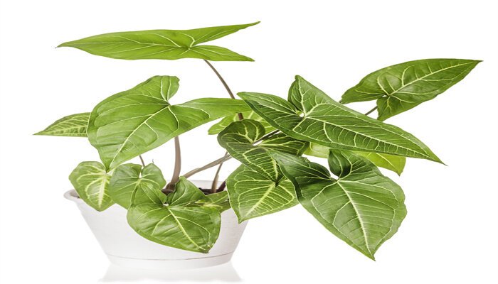 合果芋图片