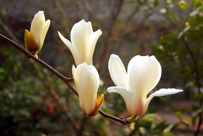 <a href='https://www.861230.com/guanhuazhiwu/6608.html' target='_blank'><u>木兰花</u></a>图片