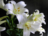 百合花语象征和寓意