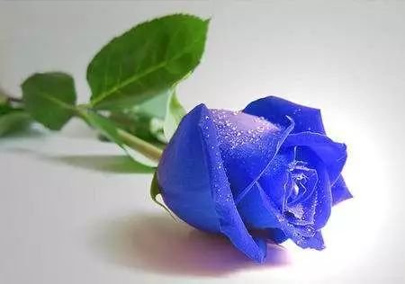 蓝<a href='https://www.861230.com/guanhuazhiwu/6595.html' target='_blank'><u>玫瑰</u></a>图片