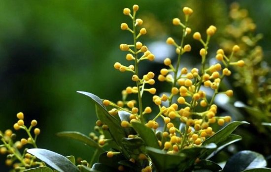 <a href='https://www.ahuacao.com/guanhuazhiwu/60.html' target='_blank'><u>米兰花</u></a>的图片