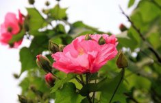 10月开什么花有哪些？