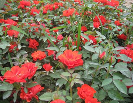 <a href='https://www.861230.com/guanhuazhiwu/44.html' target='_blank'><u>月季</u></a>花