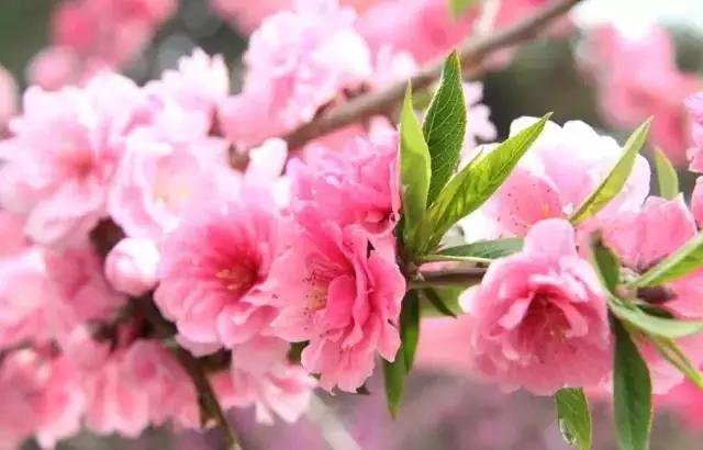 樱花图片