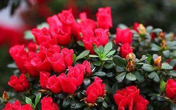 <a href='https://www.861230.com/guanhuazhiwu/31.html' target='_blank'><u>杜鹃花</u></a>图片