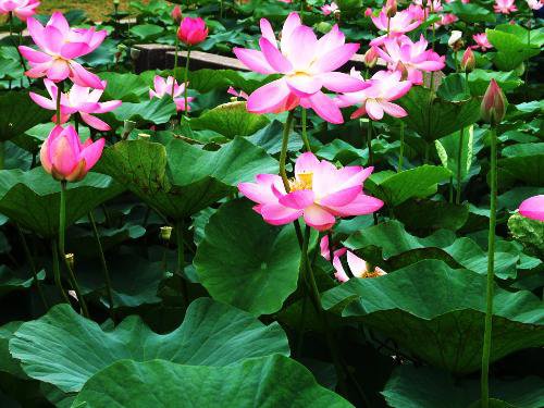 <a href='https://www.861230.com/guanhuazhiwu/1062.html' target='_blank'><u>荷花</u></a>图片