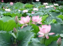 荷花花期在什么季节