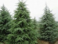 绿化常用的绿植植物有哪些