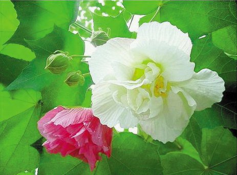 <a href='https://www.ahuacao.com/guanhuazhiwu/1064.html' target='_blank'><u>木芙蓉</u></a>图片