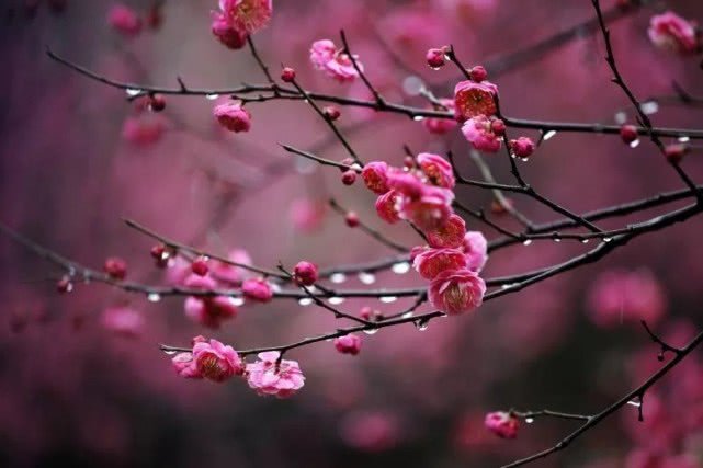<a href='https://www.861230.com/guanhuazhiwu/9.html' target='_blank'><u>梅花</u></a>图片
