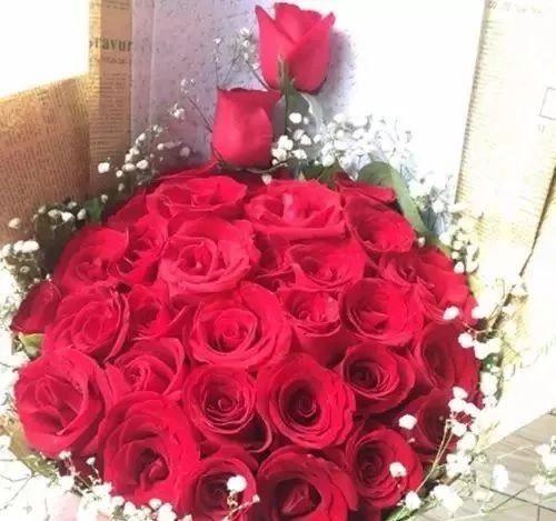 <a href='https://www.861230.com/guanhuazhiwu/6595.html' target='_blank'><u>玫瑰</u></a>花图片