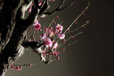 12月开什么花