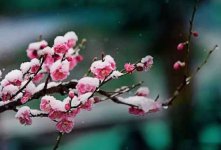 2月开什么花