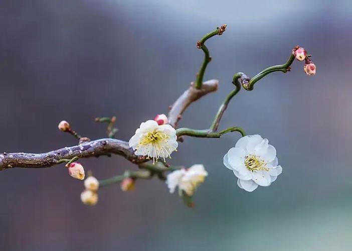 <a href='https://www.861230.com/guanhuazhiwu/9.html' target='_blank'><u>梅花</u></a>图片