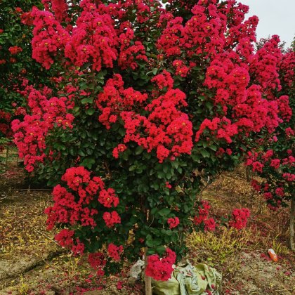 盐城市花市树