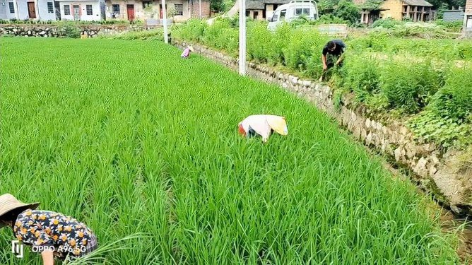 鱼草图片
