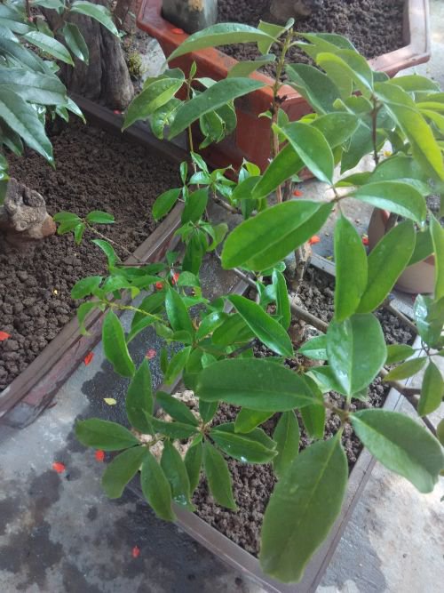 <a href='https://www.861230.com/guanhuazhiwu/42.html' target='_blank'><u>桂花</u></a>移栽