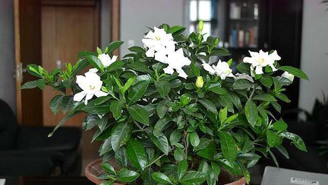 <a href='https://www.861230.com/guanhuazhiwu/11.html' target='_blank'><u>栀子花</u></a>