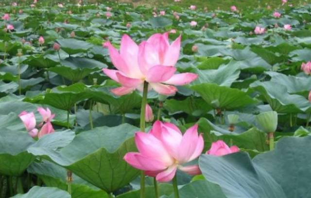 <a href='https://www.861230.com/guanhuazhiwu/1062.html' target='_blank'><u>荷花</u></a>图片