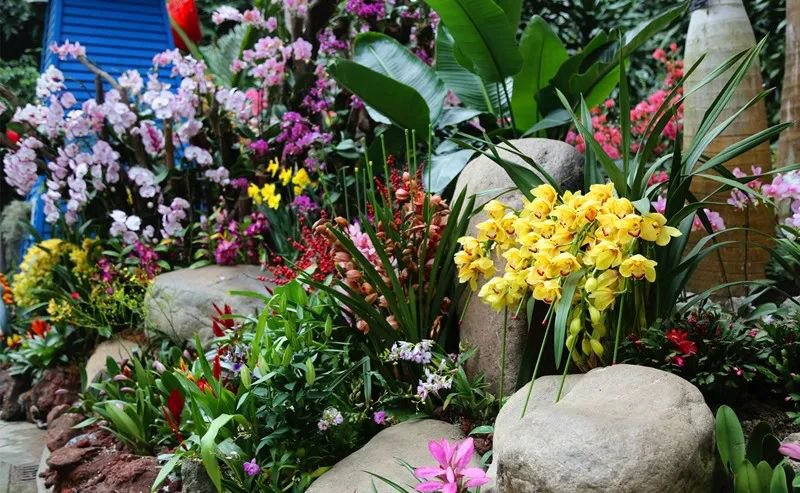 花卉图片