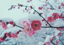 梅花的特点和品质