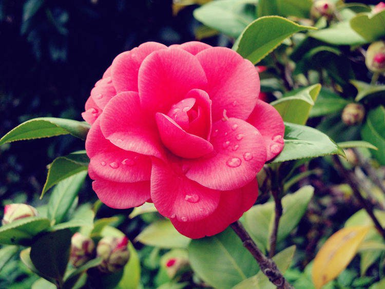 <a href='https://www.861230.com/guanhuazhiwu/52.html' target='_blank'><u>山茶花</u></a>图片