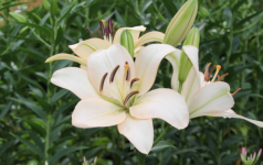 百合花种植技术