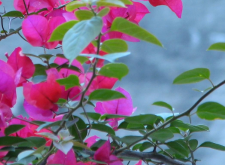 三角<a href='https://www.861230.com/guanhuazhiwu/9.html' target='_blank'><u>梅</u></a>的外观特征是什么?