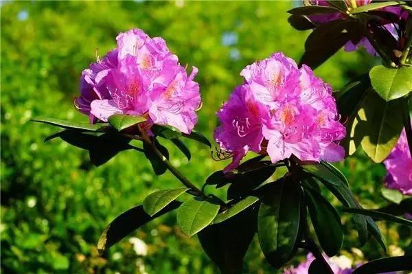 <a href='https://www.861230.com/guanhuazhiwu/31.html' target='_blank'><u>杜鹃花</u></a>图片