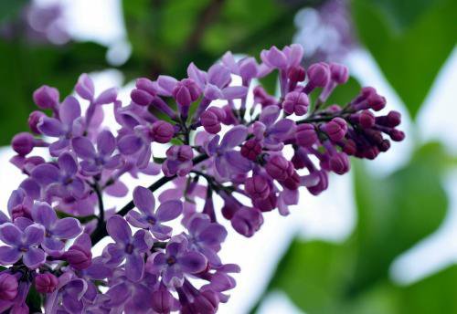 丁香花图片