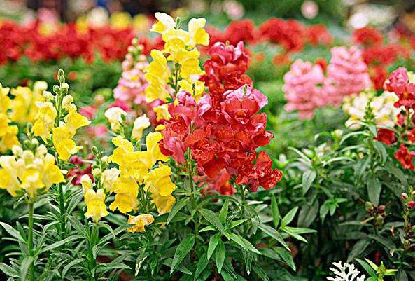 金鱼草花语