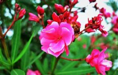 夹竹桃的特点