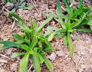 面条菜是什么菜