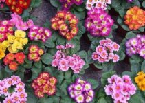 报春花怎么养