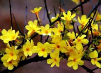 迎春花一年开几次花