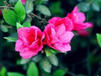 盆栽杜鹃花的养殖方法和注意事项