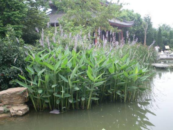 水生植物